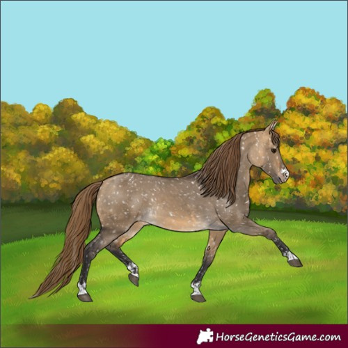 Horse Color:Buckskin Dun Snowflake Varnish and Buckskin Dun Snowflake Varnish