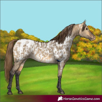 Horse Color:Buckskin Dun Appaloosa and Buckskin Dun Appaloosa