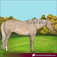 Horse Color:Chocolate Palomino Dun Appaloosa  and Chocolate Palomino Dun Appaloosa 