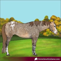 Horse Color:Buckskin Dun Blanket  and Buckskin Dun Splash Blanket 