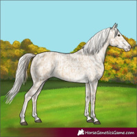Horse Color:Chocolate Palomino Dun Blanket and Cremello Dun Blanket