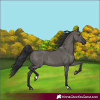 Horse Color:Grullo 
