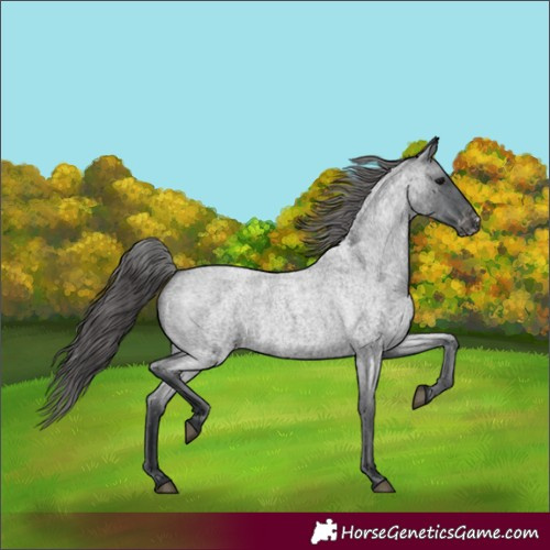 Horse Color:Blue Roan Appaloosa