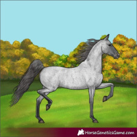 Horse Color:Blue Roan Appaloosa 