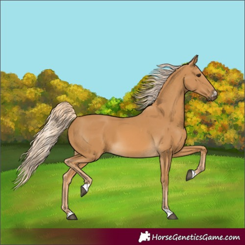 Horse Color:Palomino 