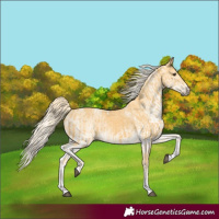Horse Color:Palomino Tobiano and White Spotted Palomino