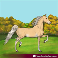Horse Color:Palomino Tobiano 