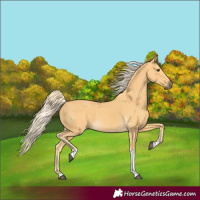 Horse Color:Palomino Tobiano 