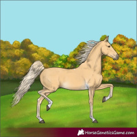 Horse Color:Palomino Tobiano