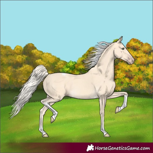 Horse Color:Gold Cream Champagne Tobiano 