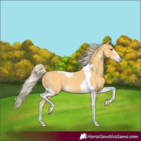 Horse Color:Palomino Tobiano