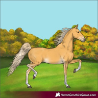 Horse Color:Palomino Tobiano 