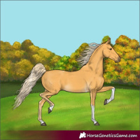 Horse Color:Palomino Tobiano