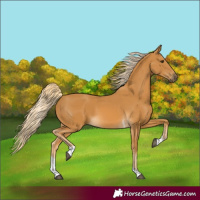 Horse Color:Palomino Tobiano