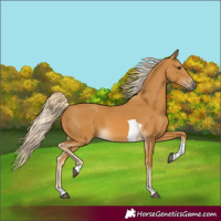 Horse Color:Palomino Tobiano 