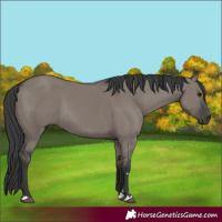 Horse Color:Grullo 