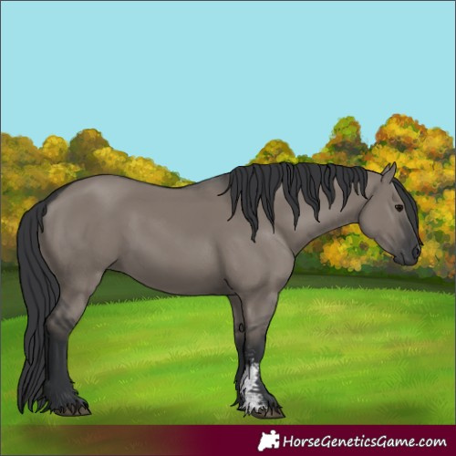 Horse Color:Grullo Sabino Rabicano 