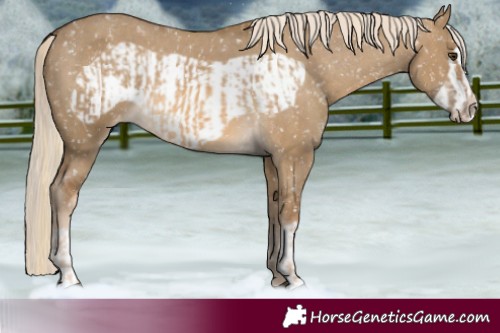 Horse Color:Chocolate Palomino Dun Appaloosa  and Chocolate Palomino Dun Frame Appaloosa 