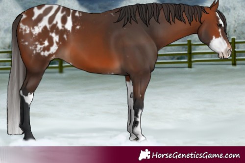 Horse Color:Bay Blanket  and Bay Splash Blanket 
