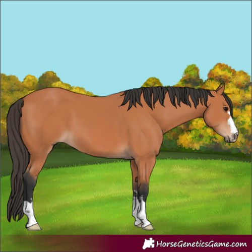 Horse Color:Bay 