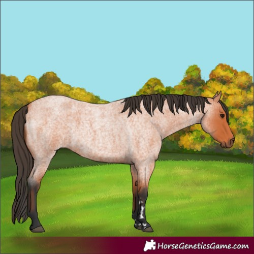 Horse Color:Bay Roan 