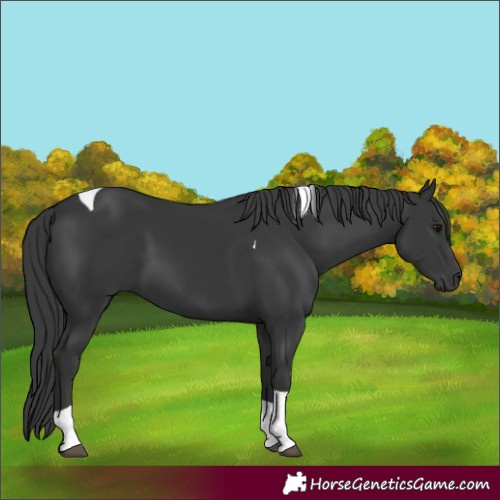 Horse Color:Black Tobiano 