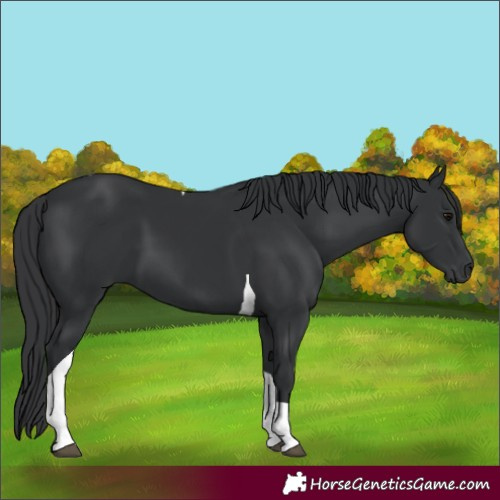 Horse Color:Black Tobiano 