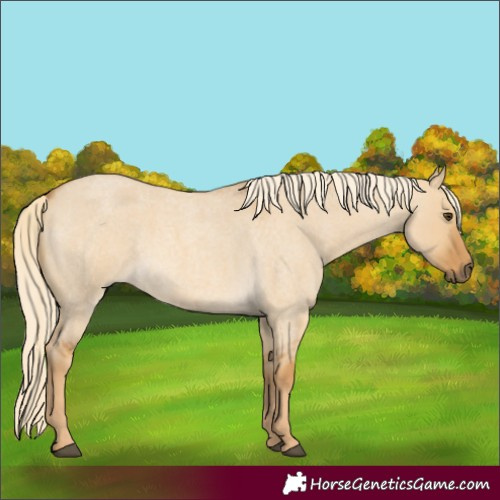 Horse Color:Palomino Roan Dun 