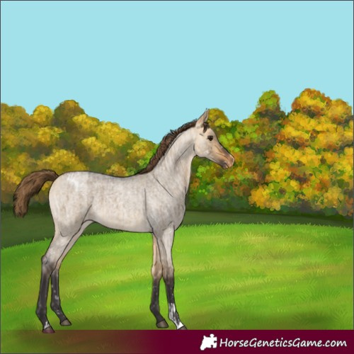 Horse Color:Buckskin Roan Dun Appaloosa  and Buckskin Roan Dun Appaloosa Rabicano 