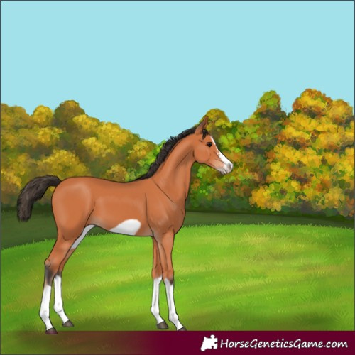 Horse Color:Bay Splash Frame 
