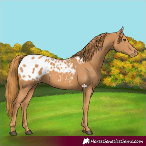 Horse Color:Chestnut Appaloosa 
