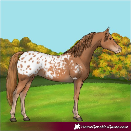 Horse Color:Chestnut Appaloosa 