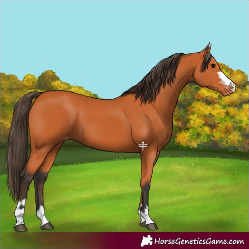 Horse Color:Bay Appaloosa 