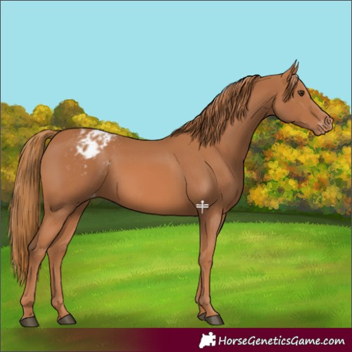 Horse Color:Chestnut Appaloosa 