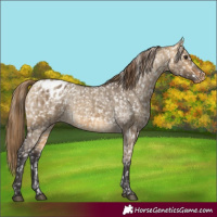 Horse Color:Buckskin Dun Snowflake Varnish  and Buckskin Dun Frame Snowflake Varnish 