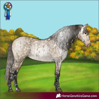 Horse Color:Buckskin Dun Snowflake Varnish and Gray Buckskin Dun Snowflake Varnish
