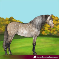 Horse Color:Buckskin Dun Appaloosa  and Gray Buckskin Dun Appaloosa 