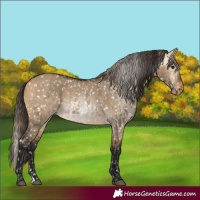 Horse Color:Buckskin Dun Appaloosa  and Gray Buckskin Dun Appaloosa 