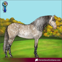 Horse Color:Buckskin Dun Appaloosa  and Gray Buckskin Dun Appaloosa 