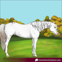 Horse Color:Smoky Grullo Appaloosa  and Smoky Grullo Splash Appaloosa 
