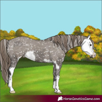 Horse Color:Smoky Grullo Appaloosa and Smoky Grullo Splash Appaloosa
