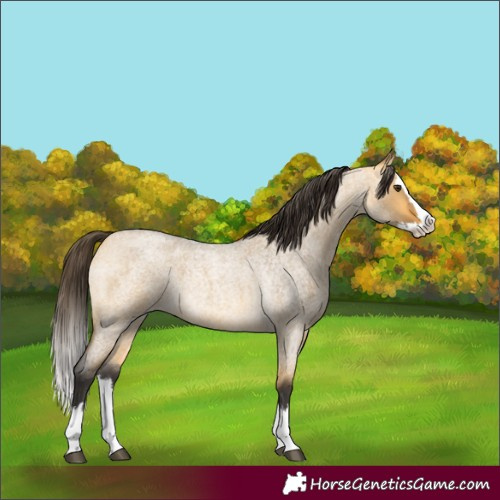 Horse Color:Buckskin Roan Dun Splash 