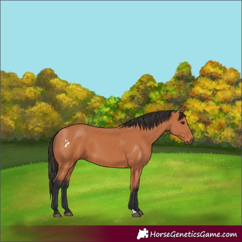 Horse Color:Bay 