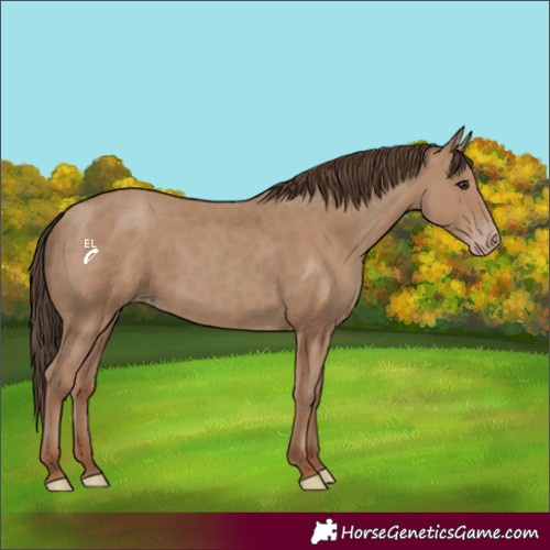 Horse Color:Classic Champagne 