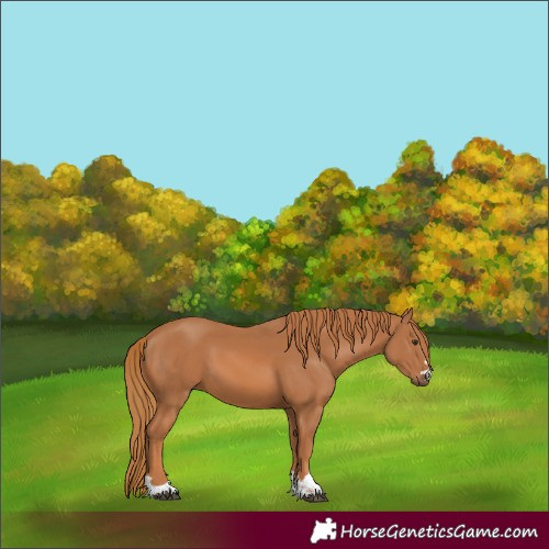 Horse Color:Chestnut 