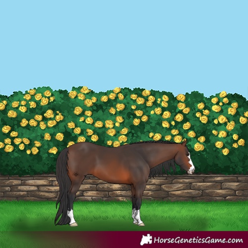 Horse Color:Brown 