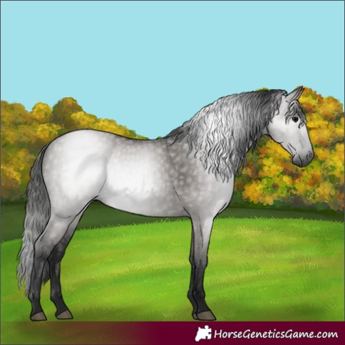 Horse Color:Gray Grullo 