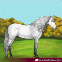 Horse Color:Gray Grullo 