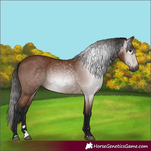 Horse Color:Gray Bay 
