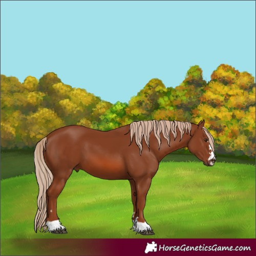 Horse Color:Chestnut 